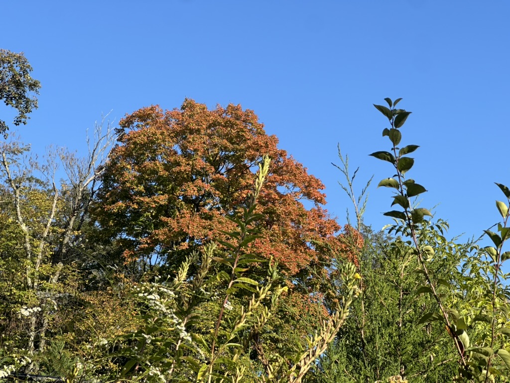 early leaves