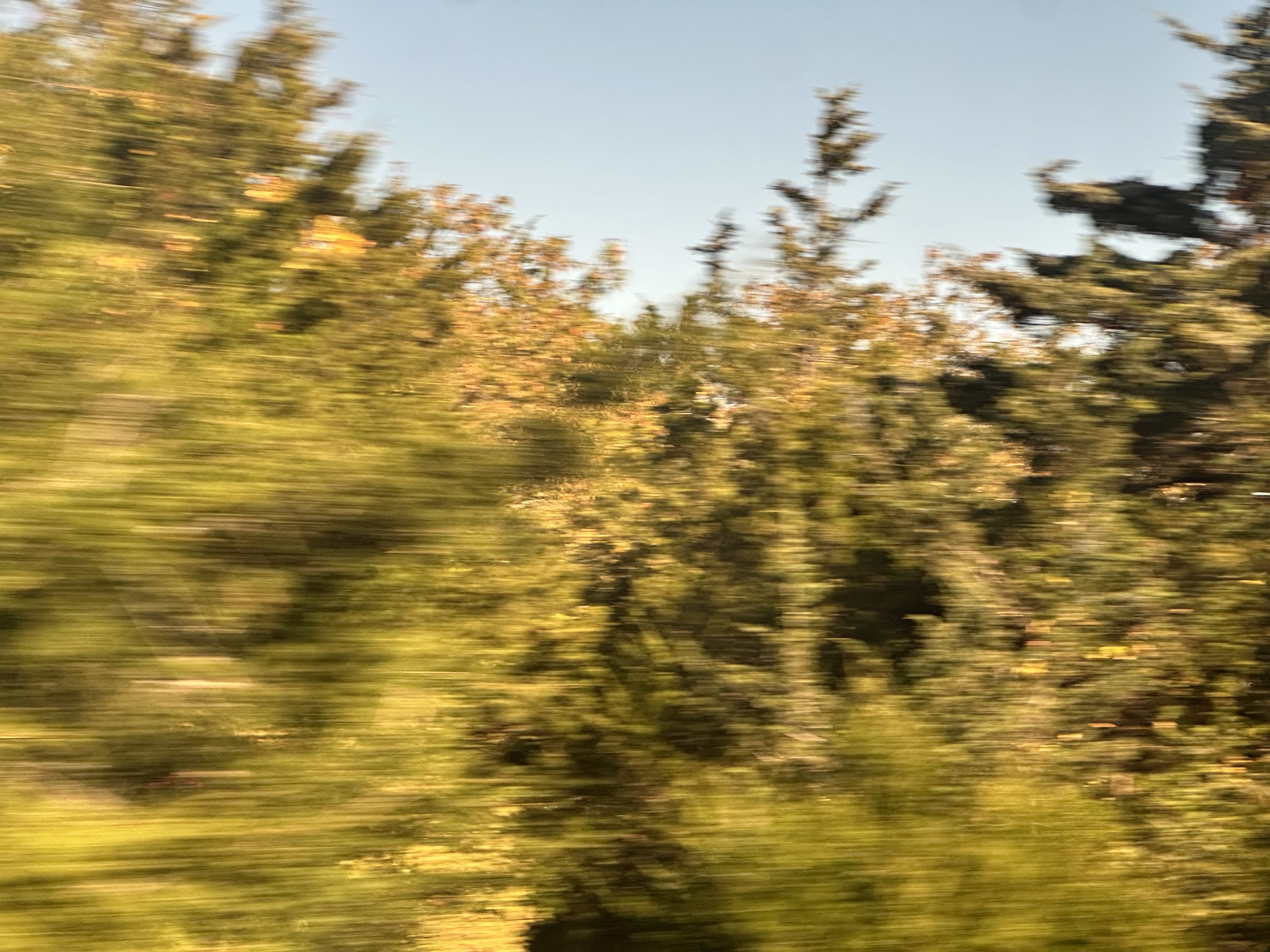 thursday trees from train